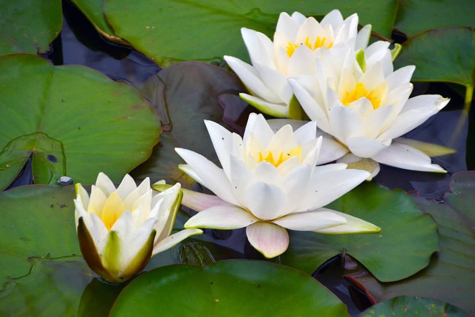 waterlilies-3545048_960_720